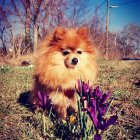 Fluffy Pomeranian in Colorful Wildflower Field with Pastel Sky