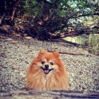 Fluffy Pomeranian Dog Surrounded by Vibrant Wildflowers