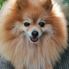 Fluffy Pomeranian Dog with Floral Crown in Flower Field