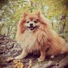 Fluffy Pomeranian Dog Smiling Surrounded by Vibrant Flowers