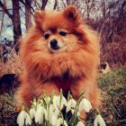 Colorful Pomeranian Dog with Snowdrop Flowers and Snowflakes