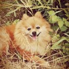 Fluffy Pomeranian surrounded by vibrant flowers