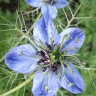 Symmetrical Floral Arrangement with Large Blue and White Flower