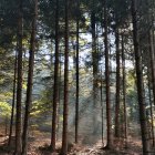 Sunlit mystical forest with purple flowers and misty ambiance