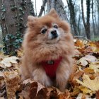 Fluffy Pomeranian Dog in Autumn Forest Setting