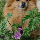 Fluffy Pomeranian in colorful flower field under light rain