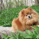 Fluffy Pomeranian Dog in Wisteria Forest Scene