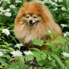 Fluffy Pomeranian Dog Surrounded by Vibrant Watercolor Flowers