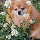 Fluffy Pomeranian Dog in Colorful Floral Watercolor