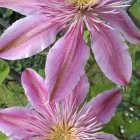 Purple and White Flowers with Golden Accents on Green Textured Background