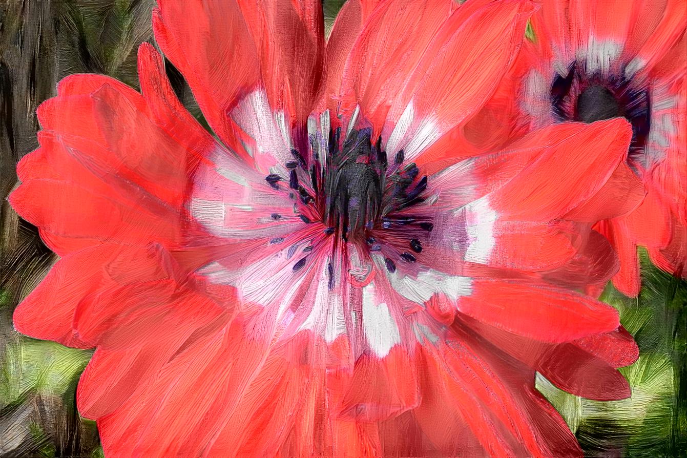 Poppy Anemone