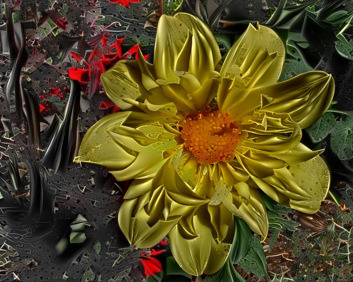 Yellow Dahlia