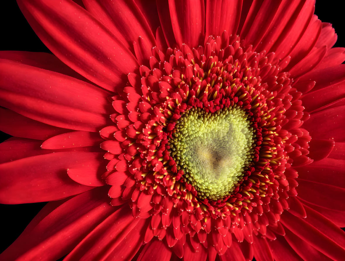 Vibrant red gerbera daisy with yellow-green center on dark background