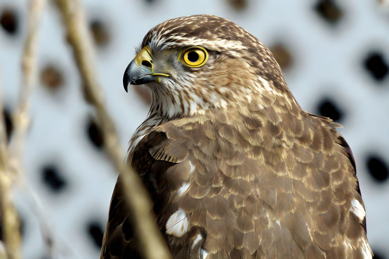 Brown hawk with yellow eyes and speckled plumage perched on branches.