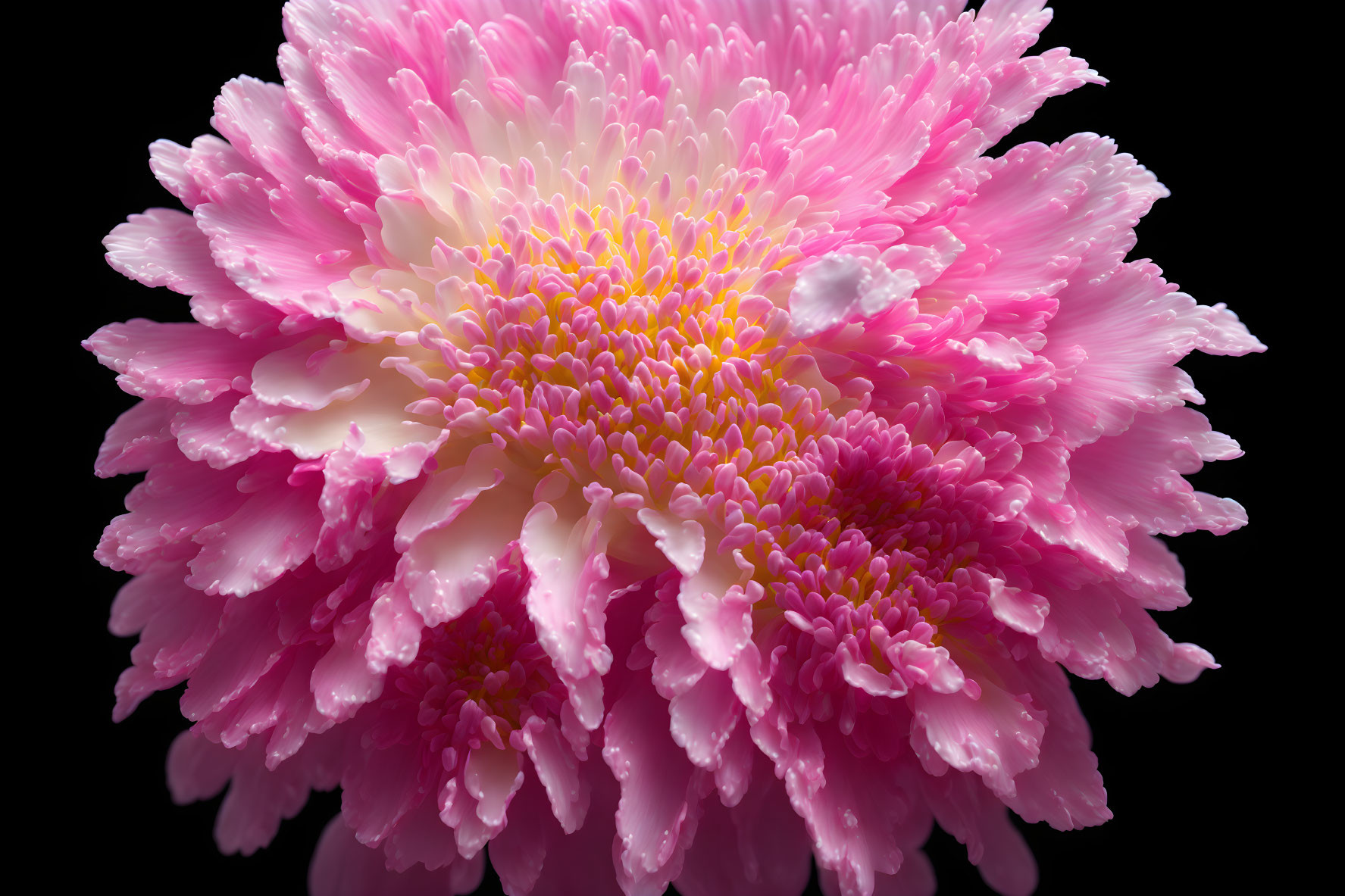 Pink chrysanthemum with white to deep pink petals on black background