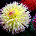 Colorful bouquet of yellow and pale pink flowers on cosmic background