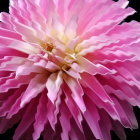 Pink chrysanthemum with white to deep pink petals on black background