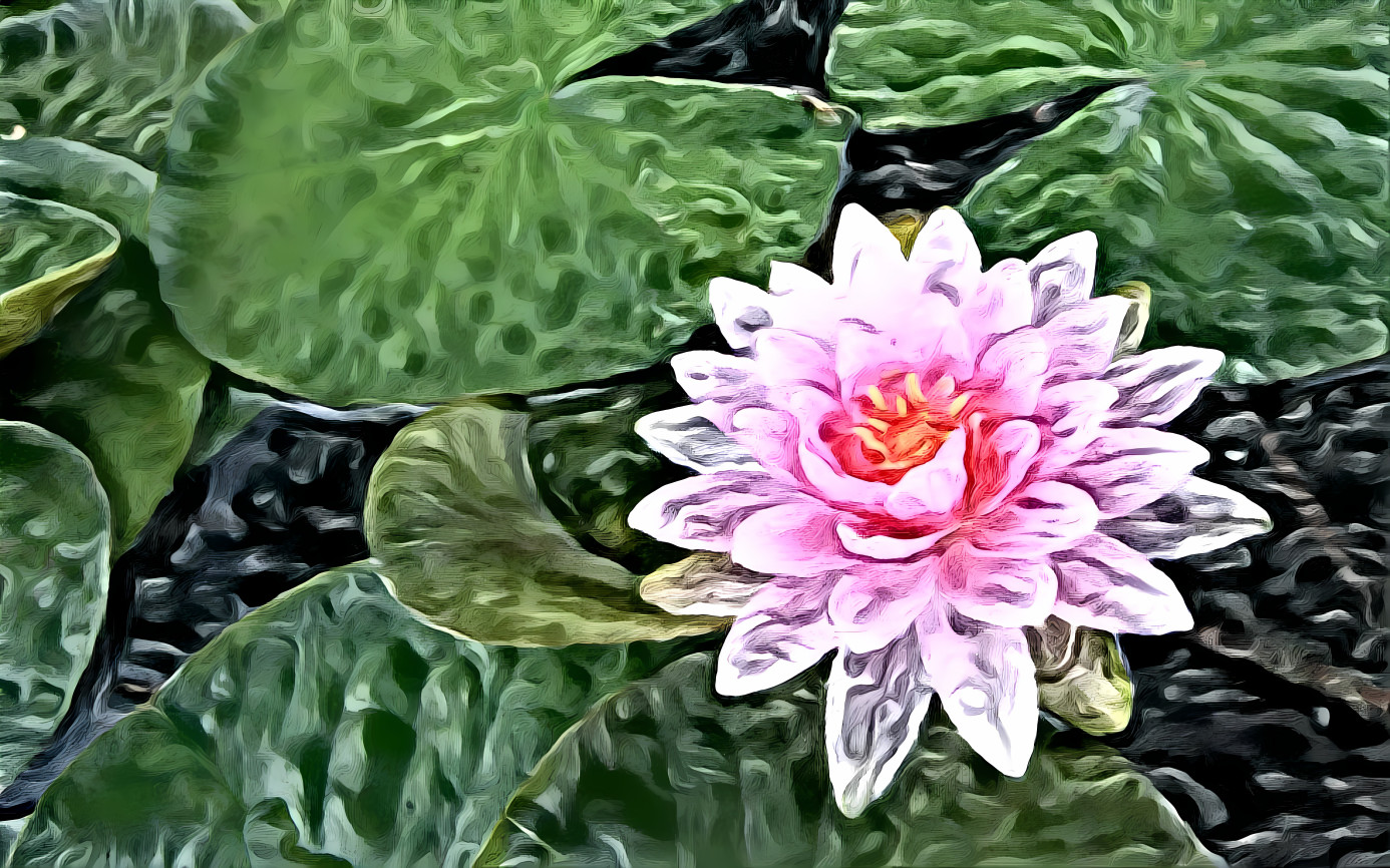 Lotus Flower