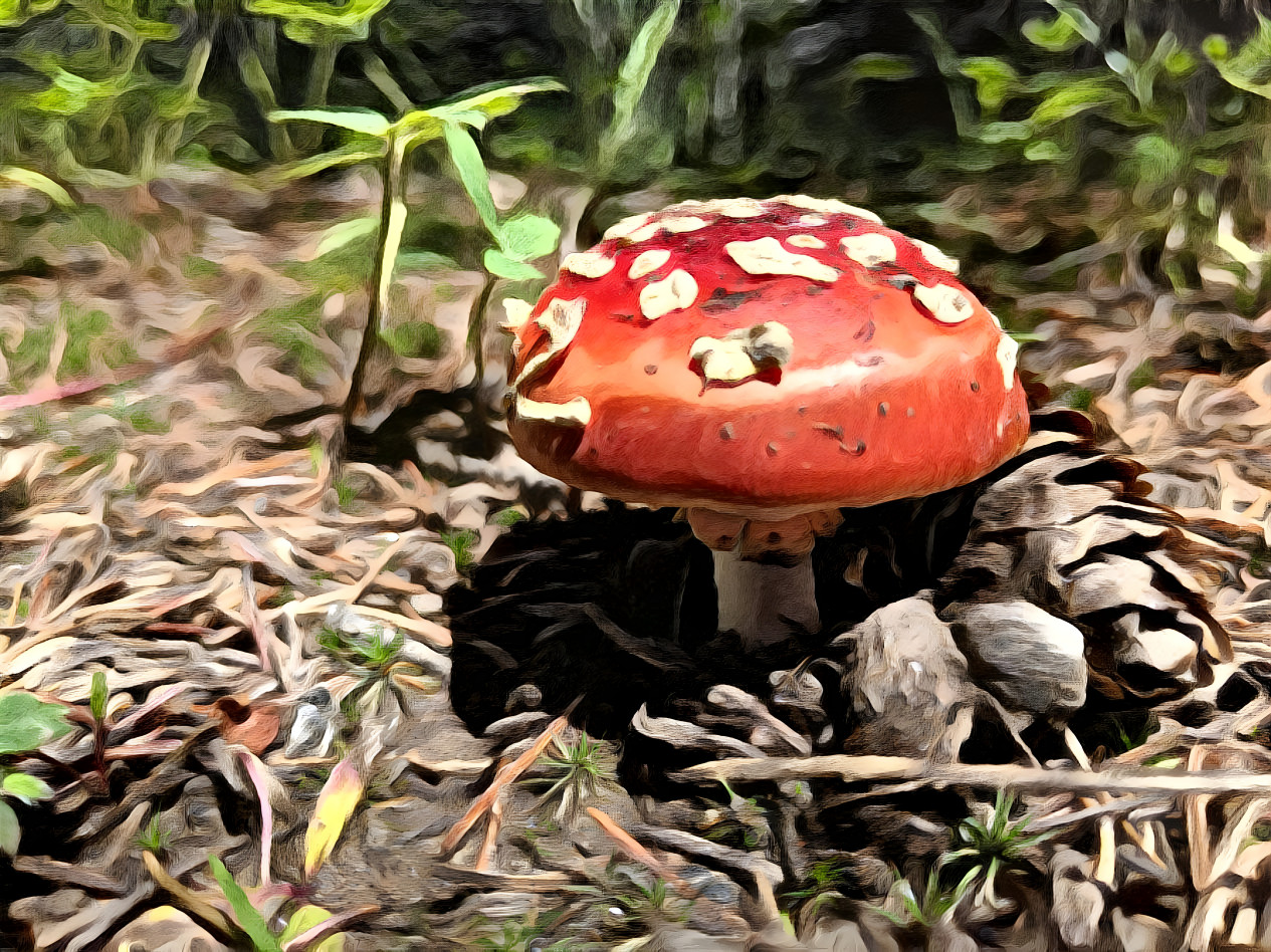 Amanita Mushroom