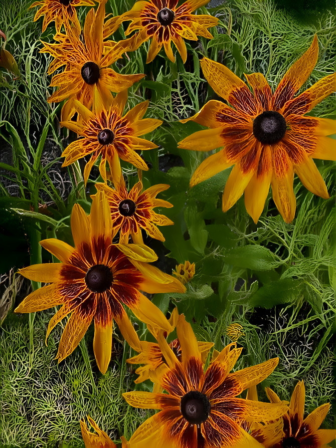 Black eyed  Susan’s 