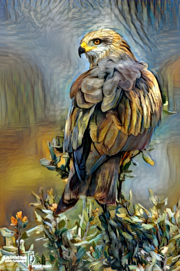 Bird of prey 