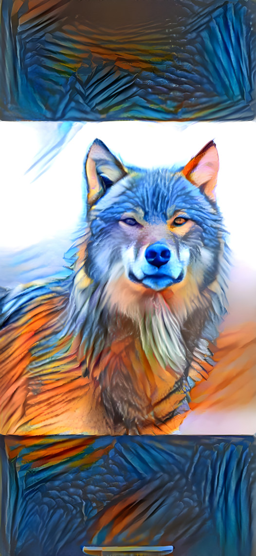 Bluish grey wolf 