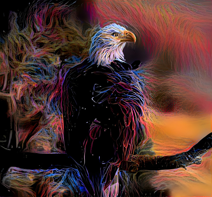 American Bald Eagle 