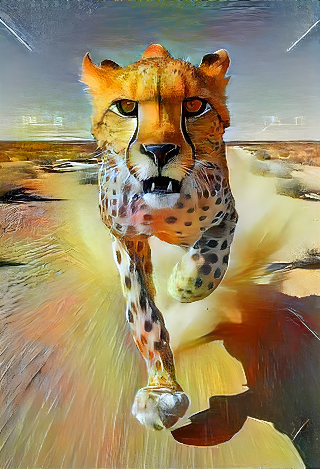 Cheetah on the run 