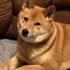 Shiba Inu dog with floral necklace in front of patterned vases and textured backdrop