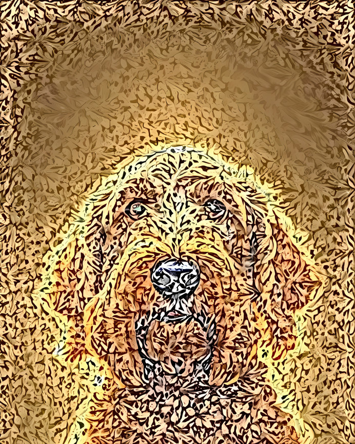 Golden Labradoodle