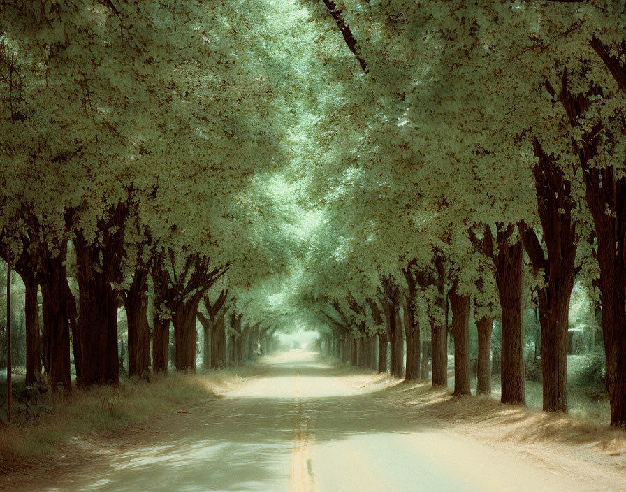 Tranquil tree-lined road with overhanging branches and dappled shadows