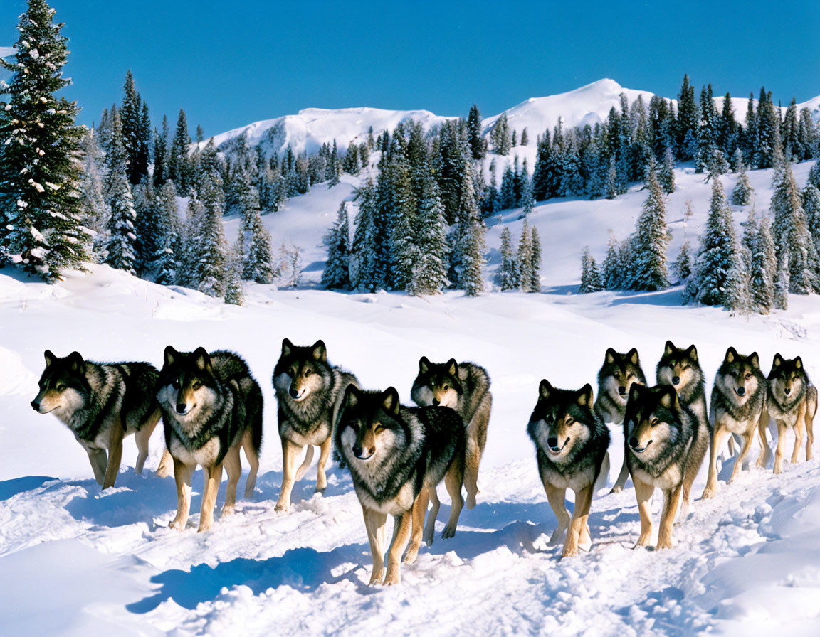 Group of wolves in snowy landscape with blue sky