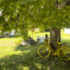 Colorful flowers, ivy-covered bicycle, small house under leafy canopy