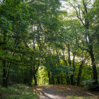 Blooming flowers and green trees in a sunlit forest pathway