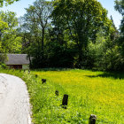 Wooden cabin in lush forest with sunlight filtering through, meadow and dirt path.