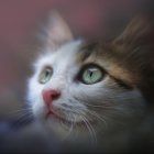 White Cat with Blue Eyes and Grey Markings on Pink and Grey Background