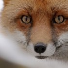 Striking amber-eyed dog with black-tipped ears and brown & white fur