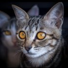 Striking Yellow-Eyed Tabby Cats with Prominent Whiskers on Dark Background