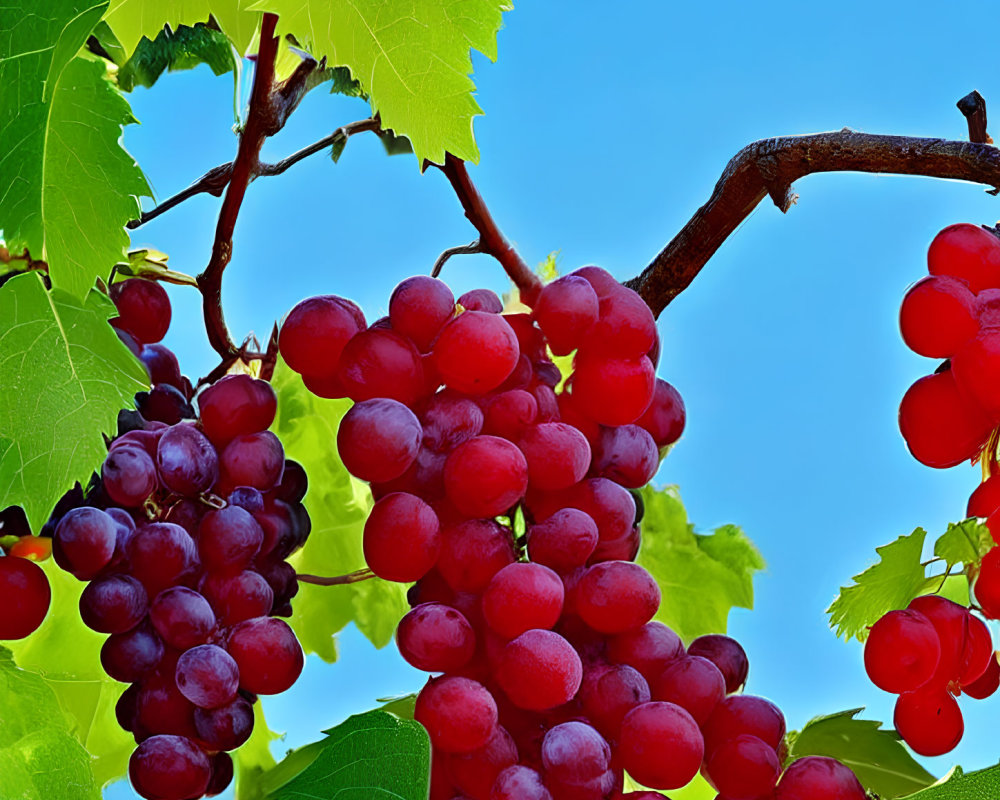 Ripe Red Grapes Hanging from Vine on Sunny Day