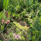 Lush green moss-covered forest with pink and purple flowers and mist.