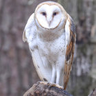 Stylized owl with human-like face on branch in bokeh setting