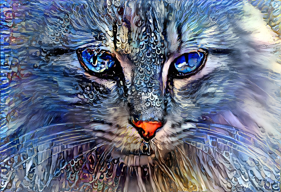 The blue eyed Cat