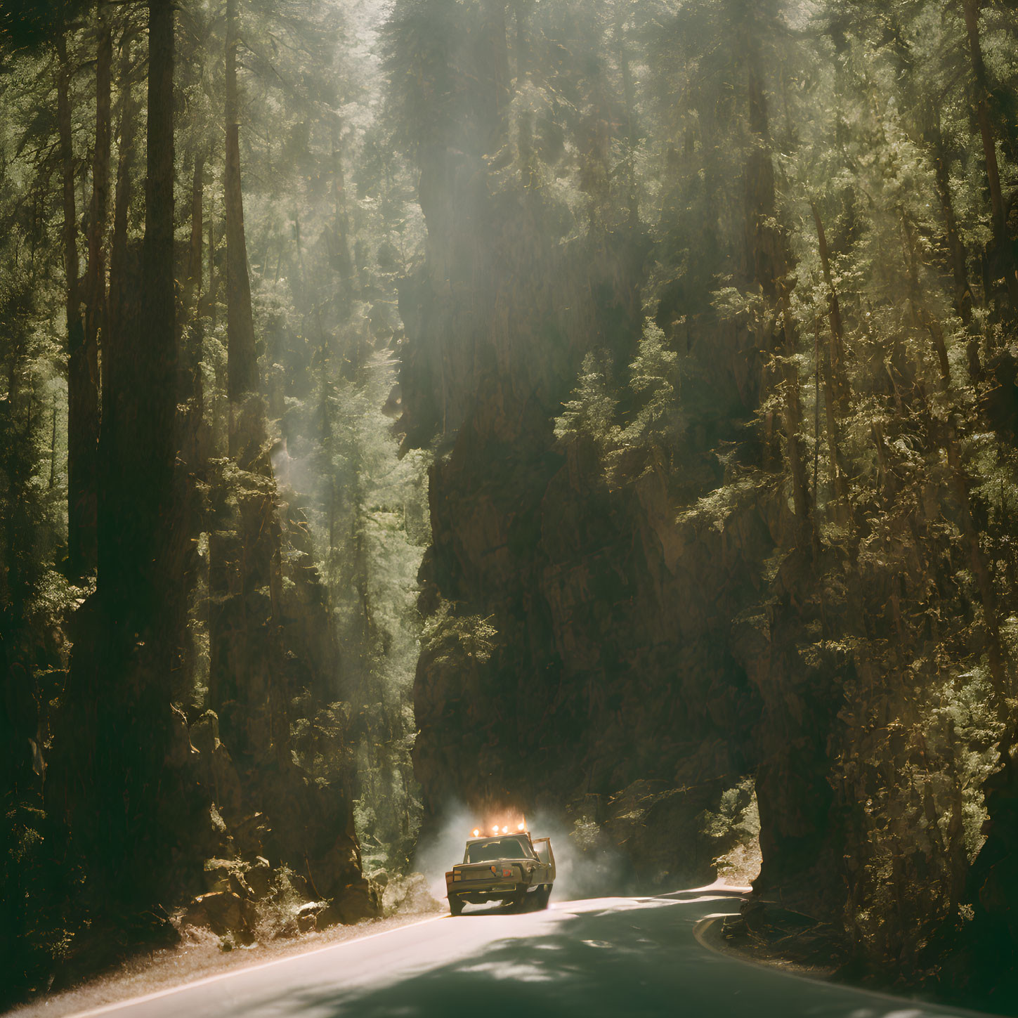 Vehicle driving through sunlit forest road with towering trees and mist-filtered light