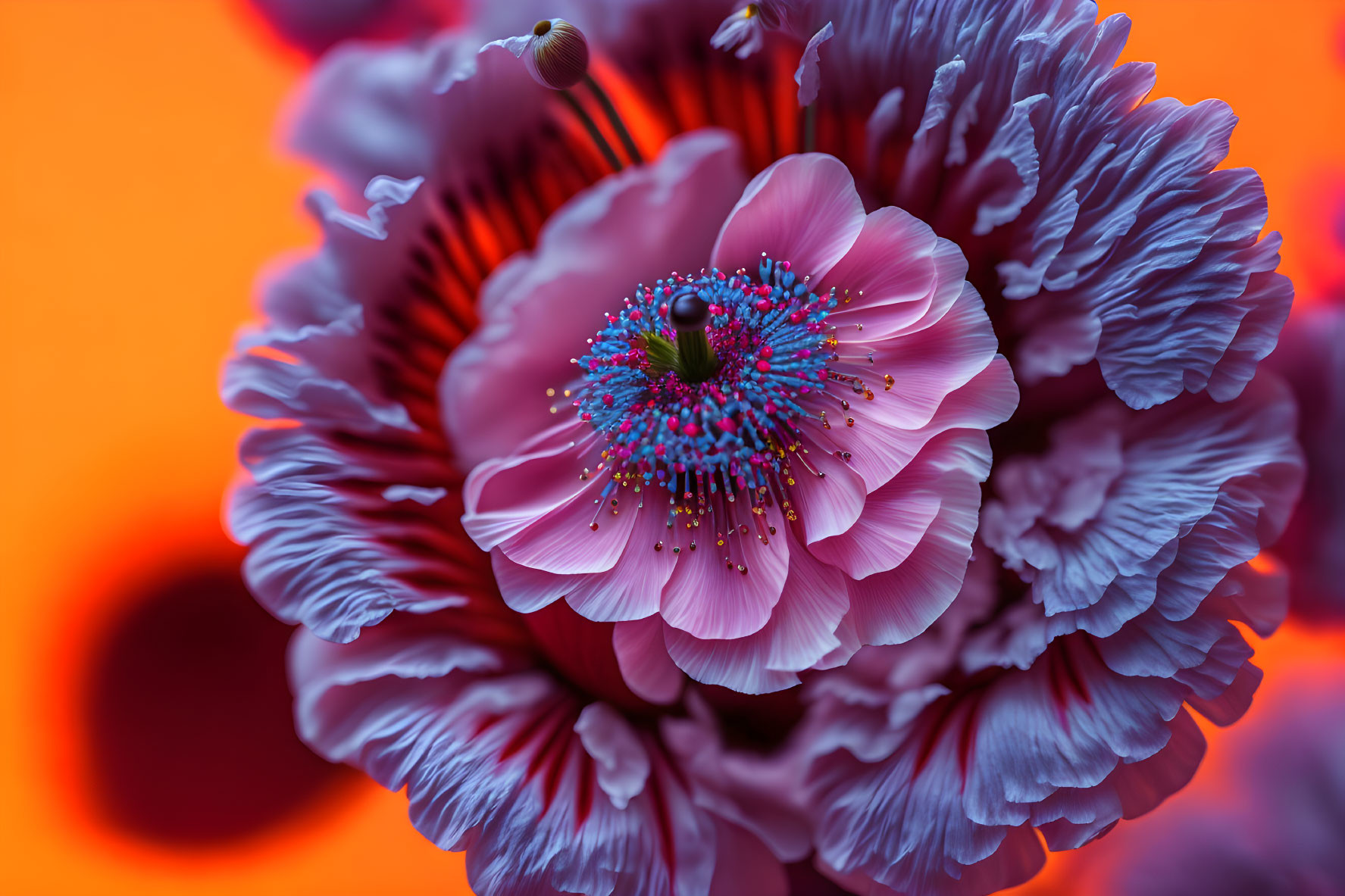 Oriental Poppy 00