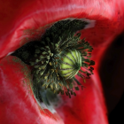 Green glittery eye with petal-like lashes on red petals.