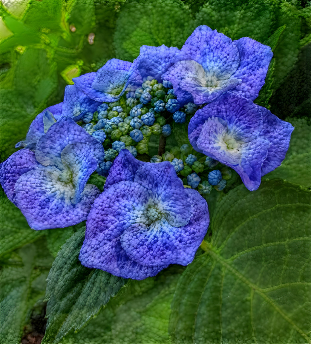 hydrangea dreams 2 (retain color)