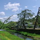 Asian-style Pagodas by Calm River & Cherry Blossoms