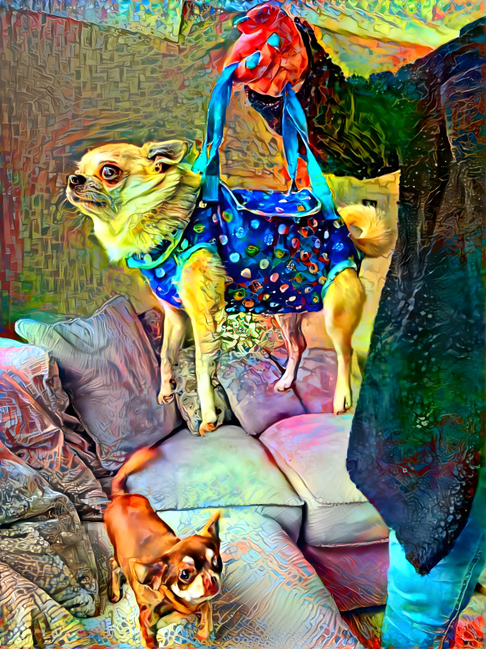 Chihuahua