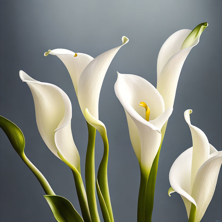 White Calla Lilies with Yellow Spadices on Grey Background