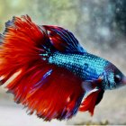 Colorful Betta Fish Swimming Near Coral in Underwater Scene